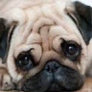 Meet your Posher, Savannah